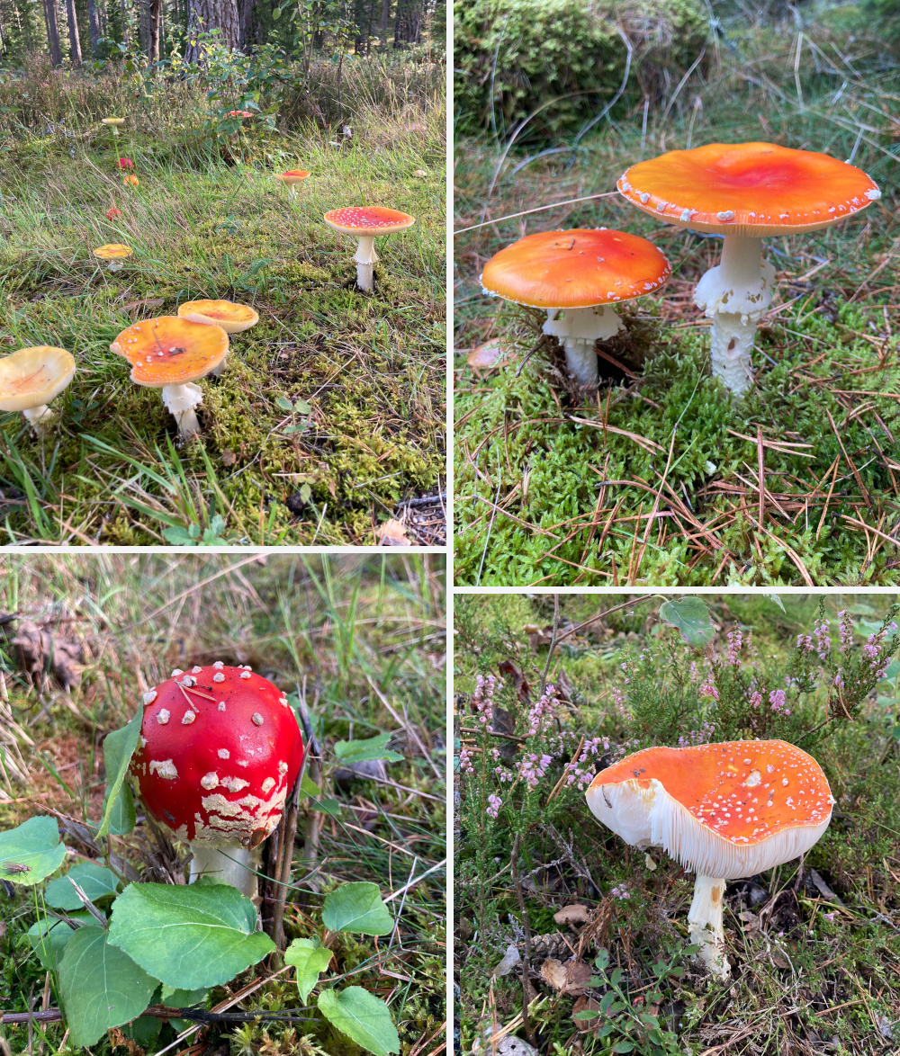 Fliegenpilze im Wald, Schweden